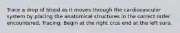Trace a drop of blood as it moves through the cardiovascular system by placing the anatomical structures in the correct order encountered. Tracing: Begin at the right crus end at the left sura.