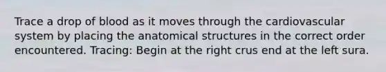 Trace a drop of blood as it moves through the cardiovascular system by placing the anatomical structures in the correct order encountered. Tracing: Begin at the right crus end at the left sura.