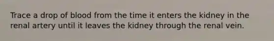 Trace a drop of blood from the time it enters the kidney in the renal artery until it leaves the kidney through the renal vein.