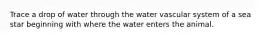 Trace a drop of water through the water vascular system of a sea star beginning with where the water enters the animal.