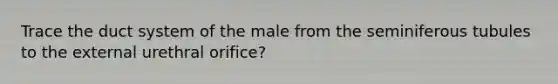 Trace the duct system of the male from the seminiferous tubules to the external urethral orifice?