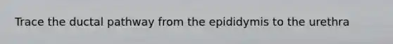 Trace the ductal pathway from the epididymis to the urethra