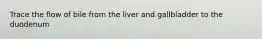 Trace the flow of bile from the liver and gallbladder to the duodenum