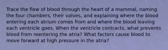 Trace the flow of blood through the heart of a mammal, naming the four chambers, their valves, and explaining where the blood entering each atrium comes from and where the blood leaving each ventricle goes. When the ventricle contracts, what prevents blood from reentering the atria? What factors cause blood to move forward at high pressure in the atria?