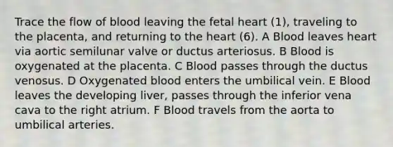 Trace the flow of blood leaving the fetal heart (1), traveling to the placenta, and returning to the heart (6). A Blood leaves heart via aortic semilunar valve or ductus arteriosus. B Blood is oxygenated at the placenta. C Blood passes through the ductus venosus. D Oxygenated blood enters the umbilical vein. E Blood leaves the developing liver, passes through the inferior vena cava to the right atrium. F Blood travels from the aorta to umbilical arteries.