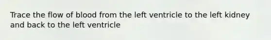 Trace the flow of blood from the left ventricle to the left kidney and back to the left ventricle