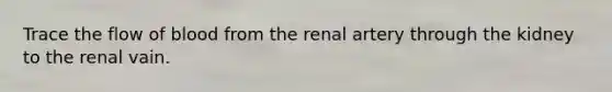 Trace the flow of blood from the renal artery through the kidney to the renal vain.