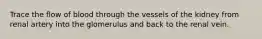 Trace the flow of blood through the vessels of the kidney from renal artery into the glomerulus and back to the renal vein.