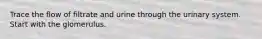 Trace the flow of filtrate and urine through the urinary system. Start with the glomerulus.