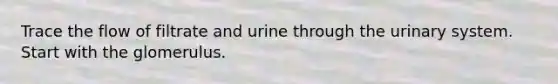 Trace the flow of filtrate and urine through the urinary system. Start with the glomerulus.