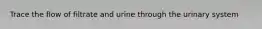 Trace the flow of filtrate and urine through the urinary system