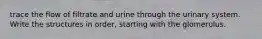 trace the flow of filtrate and urine through the urinary system. Write the structures in order, starting with the glomerulus.