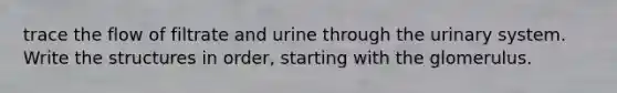 trace the flow of filtrate and urine through the urinary system. Write the structures in order, starting with the glomerulus.