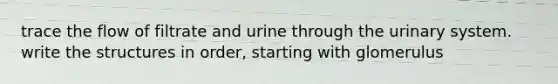 trace the flow of filtrate and urine through the urinary system. write the structures in order, starting with glomerulus