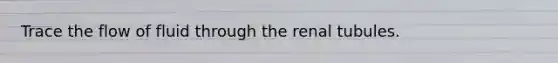 Trace the flow of fluid through the renal tubules.