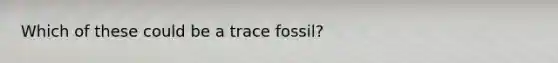 Which of these could be a trace fossil?