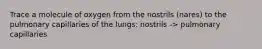 Trace a molecule of oxygen from the nostrils (nares) to the pulmonary capillaries of the lungs: nostrils -> pulmonary capillaries