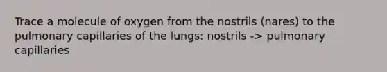 Trace a molecule of oxygen from the nostrils (nares) to the pulmonary capillaries of the lungs: nostrils -> pulmonary capillaries