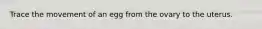 Trace the movement of an egg from the ovary to the uterus.