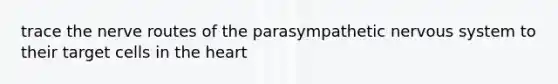 trace the nerve routes of the parasympathetic nervous system to their target cells in the heart