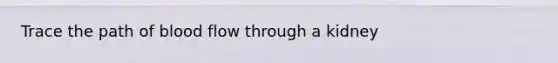 Trace the path of blood flow through a kidney