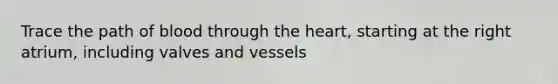 Trace the path of blood through <a href='https://www.questionai.com/knowledge/kya8ocqc6o-the-heart' class='anchor-knowledge'>the heart</a>, starting at the right atrium, including valves and vessels