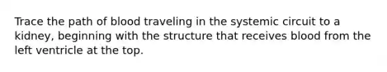 Trace the path of blood traveling in the systemic circuit to a kidney, beginning with the structure that receives blood from the left ventricle at the top.