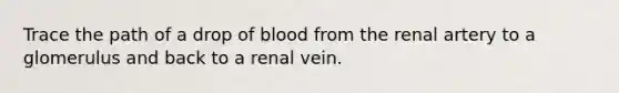 Trace the path of a drop of blood from the renal artery to a glomerulus and back to a renal vein.