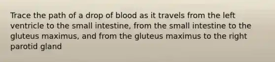 Trace the path of a drop of blood as it travels from the left ventricle to the small intestine, from the small intestine to the gluteus maximus, and from the gluteus maximus to the right parotid gland