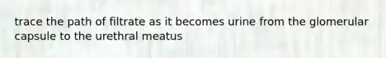 trace the path of filtrate as it becomes urine from the glomerular capsule to the urethral meatus