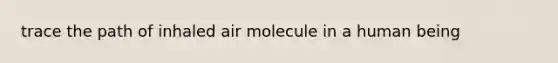 trace the path of inhaled air molecule in a human being