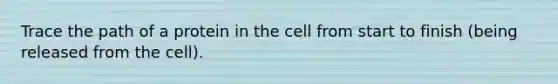 Trace the path of a protein in the cell from start to finish (being released from the cell).