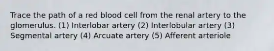 Trace the path of a red blood cell from the renal artery to the glomerulus. (1) Interlobar artery (2) Interlobular artery (3) Segmental artery (4) Arcuate artery (5) Afferent arteriole