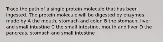 Trace the path of a single protein molecule that has been ingested. The protein molecule will be digested by enzymes made by A the mouth, stomach and colon B the stomach, liver and small intestine C the small intestine, mouth and liver D the pancreas, stomach and small intestine