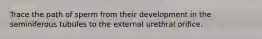 Trace the path of sperm from their development in the seminiferous tubules to the external urethral orifice.