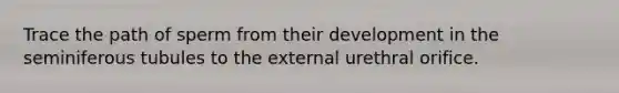 Trace the path of sperm from their development in the seminiferous tubules to the external urethral orifice.