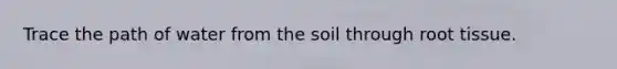 Trace the path of water from the soil through root tissue.