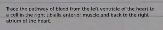 Trace the pathway of blood from the left ventricle of the heart to a cell in the right tibialis anterior muscle and back to the right atrium of the heart.