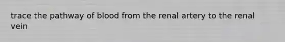 trace the pathway of blood from the renal artery to the renal vein