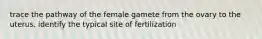 trace the pathway of the female gamete from the ovary to the uterus. identify the typical site of fertilization