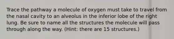 Trace the pathway a molecule of oxygen must take to travel from the nasal cavity to an alveolus in the inferior lobe of the right lung. Be sure to name all the structures the molecule will pass through along the way. (Hint: there are 15 structures.)