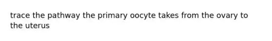 trace the pathway the primary oocyte takes from the ovary to the uterus