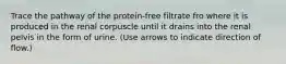 Trace the pathway of the protein-free filtrate fro where it is produced in the renal corpuscle until it drains into the renal pelvis in the form of urine. (Use arrows to indicate direction of flow.)