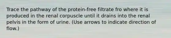 Trace the pathway of the protein-free filtrate fro where it is produced in the renal corpuscle until it drains into the renal pelvis in the form of urine. (Use arrows to indicate direction of flow.)