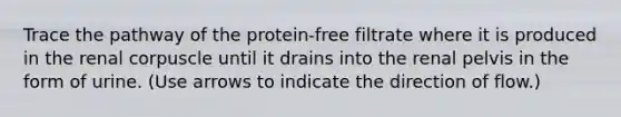 Trace the pathway of the protein-free filtrate where it is produced in the renal corpuscle until it drains into the renal pelvis in the form of urine. (Use arrows to indicate the direction of flow.)