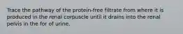 Trace the pathway of the protein-free filtrate from where it is produced in the renal corpuscle until it drains into the renal pelvis in the for of urine.