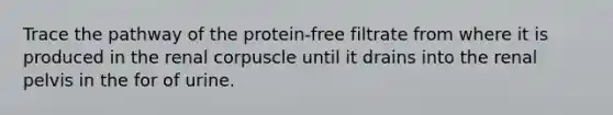 Trace the pathway of the protein-free filtrate from where it is produced in the renal corpuscle until it drains into the renal pelvis in the for of urine.