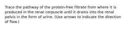 Trace the pathway of the protein-free filtrate from where it is produced in the renal corpuscle until it drains into the renal pelvis in the form of urine. (Use arrows to indicate the direction of flow.)