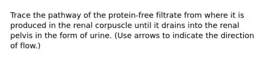 Trace the pathway of the protein-free filtrate from where it is produced in the renal corpuscle until it drains into the renal pelvis in the form of urine. (Use arrows to indicate the direction of flow.)