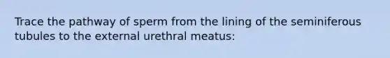 Trace the pathway of sperm from the lining of the seminiferous tubules to the external urethral meatus: